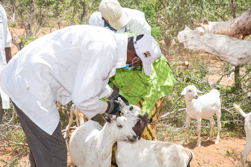 Garissa, Danish Refugee Council Launch Major Livestock Health Drive Targeting 80,000 Animals in Dadaab